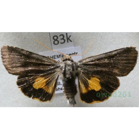 Noctua janthina Denis & Schiffermüller, 1775 Rolnica przepaska Czech83k